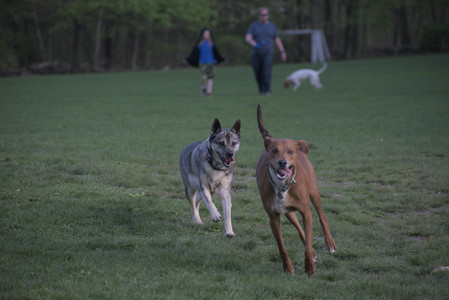 20250502_dog park__DSC0215_.jpg