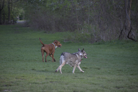 20250502_dog park__DSC0218_.jpg