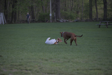 20250502_dog park__DSC0221_.jpg
