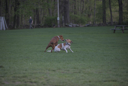 20250502_dog park__DSC0223_.jpg