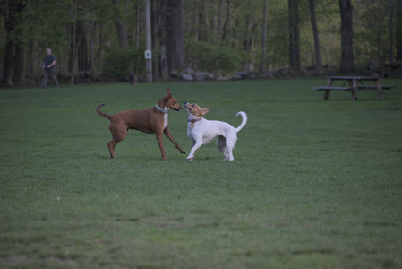 20250502_dog park__DSC0226_.jpg