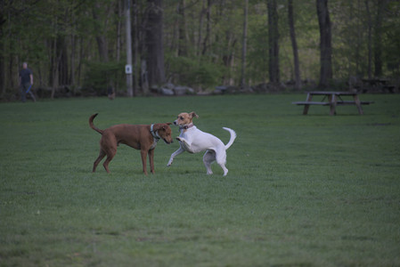 20250502_dog park__DSC0227_.jpg