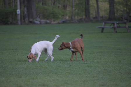 20250502_dog park__DSC0228_.jpg