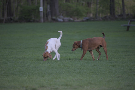 20250502_dog park__DSC0230_.jpg