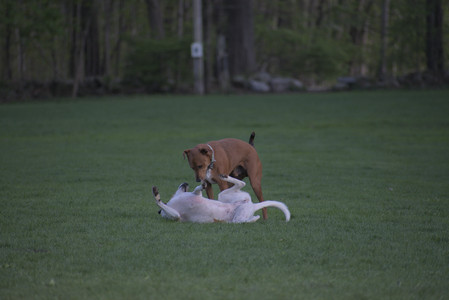 20250502_dog park__DSC0231_.jpg