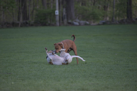 20250502_dog park__DSC0232_.jpg