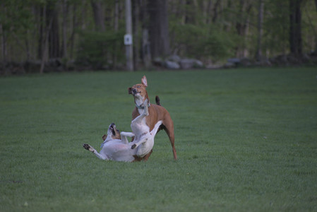 20250502_dog park__DSC0233_.jpg