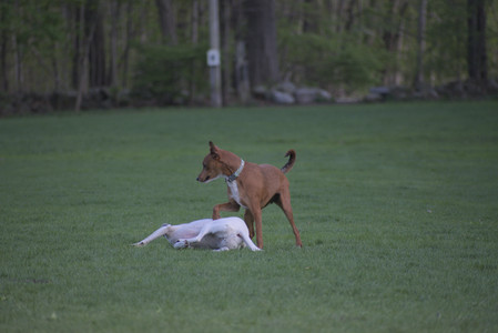 20250502_dog park__DSC0234_.jpg