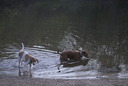 20250502_dog park__DSC0243_.jpg