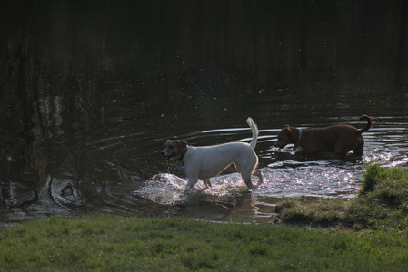 20250502_dog park__DSC0252_.jpg