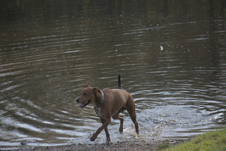 20250502_dog park__DSC0273_.jpg