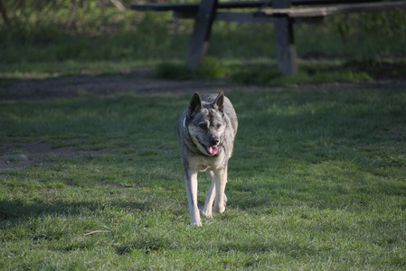 20250502_dog park__DSC0333_.jpg
