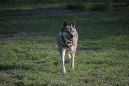 20250502_dog park__DSC0336_.jpg
