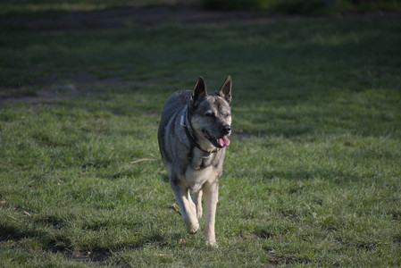 20250502_dog park__DSC0339_.jpg