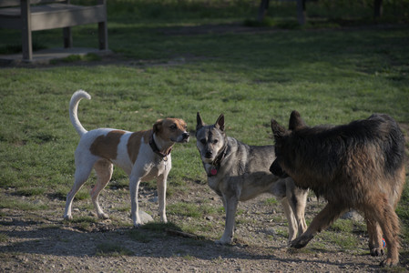 20250502_dog park__DSC0346_.jpg