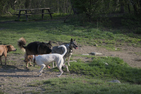 20250502_dog park__DSC0348_.jpg