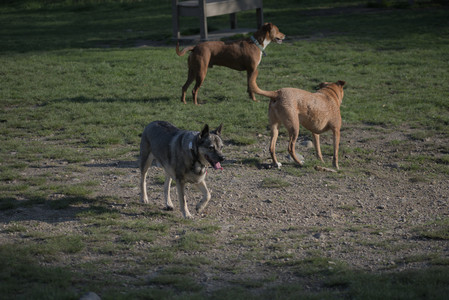 20250502_dog park__DSC0354_.jpg