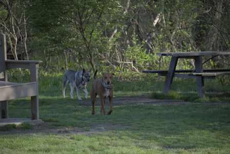 20250502_dog park__DSC0366_.jpg