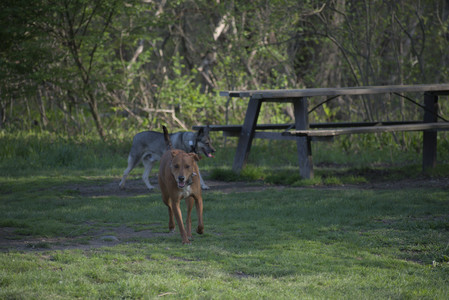 20250502_dog park__DSC0369_.jpg