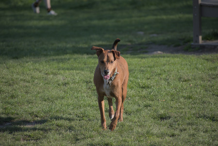 20250502_dog park__DSC0373_.jpg