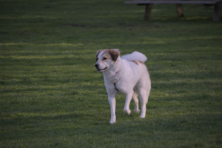 20250502_dog park__DSC0380_.jpg