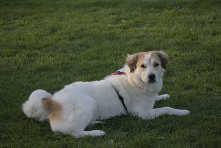 20250502_dog park__DSC0384_.jpg