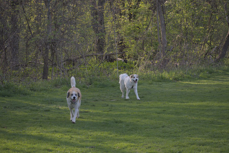 20250502_dog park__DSC0389_.jpg