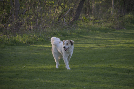 20250502_dog park__DSC0390_.jpg