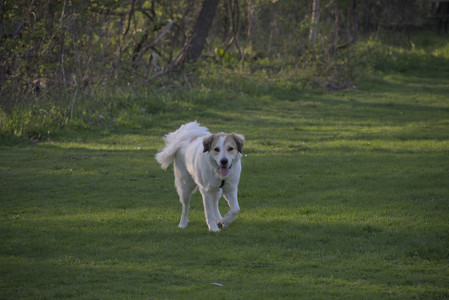 20250502_dog park__DSC0394_.jpg