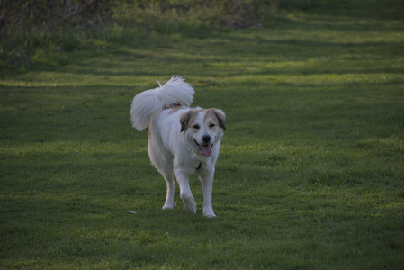 20250502_dog park__DSC0397_.jpg