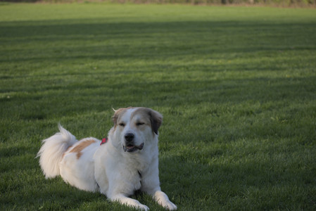 20250502_dog park__DSC0404_.jpg