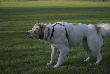 20250502_dog park__DSC0405_.jpg