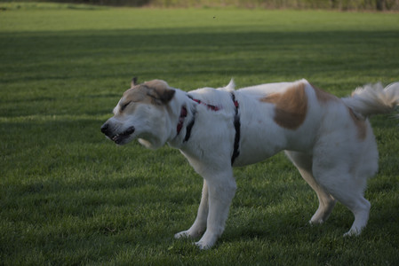 20250502_dog park__DSC0406_.jpg