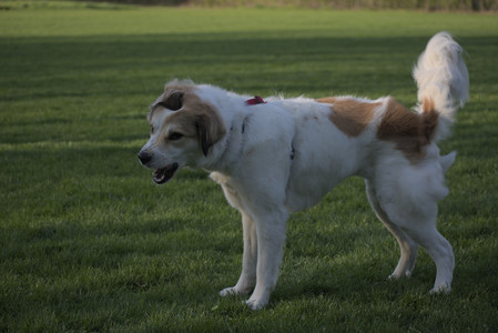 20250502_dog park__DSC0407_.jpg