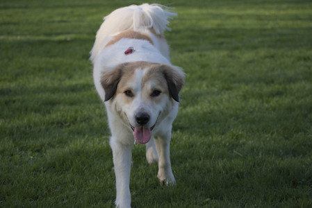 20250502_dog park__DSC0409_.jpg