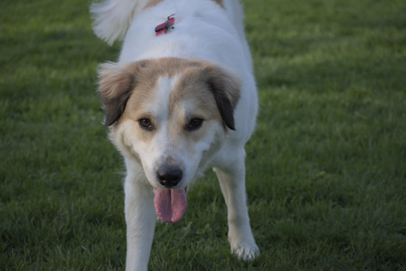 20250502_dog park__DSC0411_.jpg