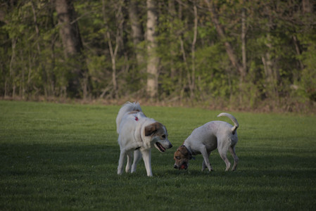20250502_dog park__DSC0417_.jpg