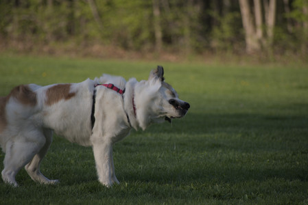 20250502_dog park__DSC0423_.jpg