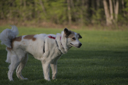 20250502_dog park__DSC0424_.jpg