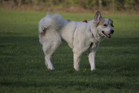 20250502_dog park__DSC0425_.jpg