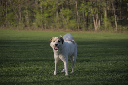 20250502_dog park__DSC0426_.jpg