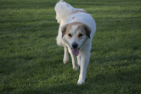 20250502_dog park__DSC0436_.jpg