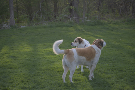 20250502_dog park__DSC0442_.jpg