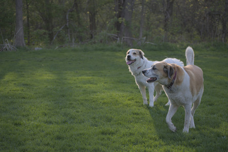 20250502_dog park__DSC0444_.jpg