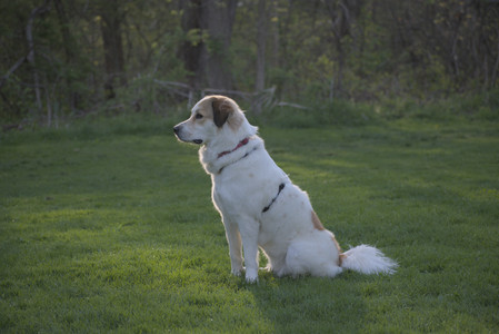 20250502_dog park__DSC0446_.jpg