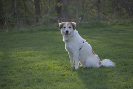 20250502_dog park__DSC0448_.jpg