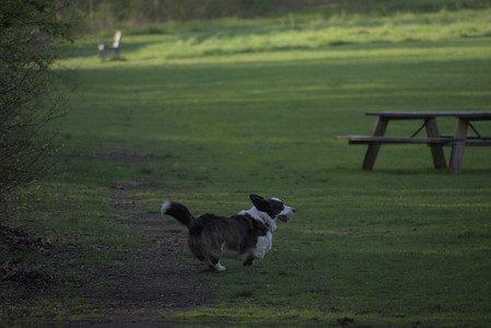 20250502_dog park__DSC0450_.jpg