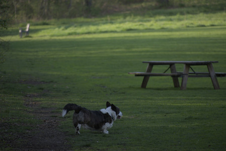 20250502_dog park__DSC0451_.jpg