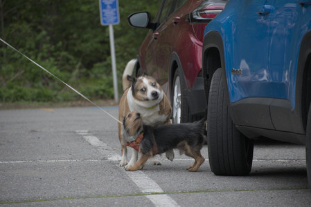 20250507_Spider and Dog Park and Leafs__DSC0044_.jpg