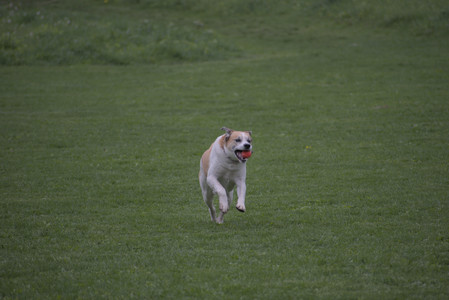 20250507_Spider and Dog Park and Leafs__DSC0049_.jpg